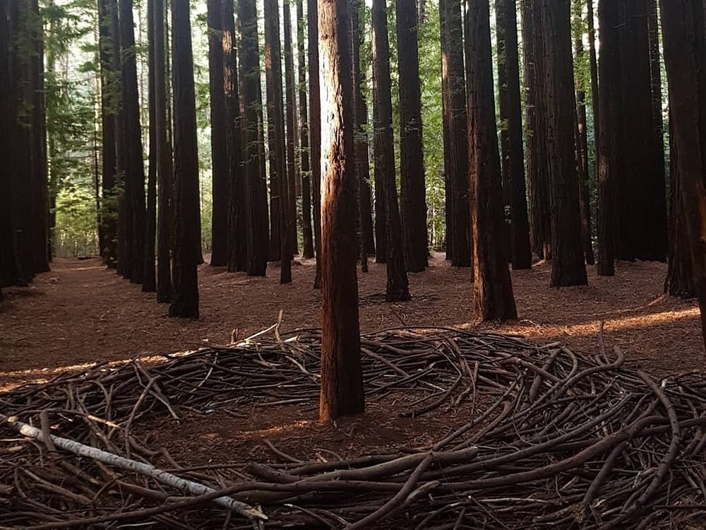 Австралийский лес из калифорнийских секвой с вплетениями магии