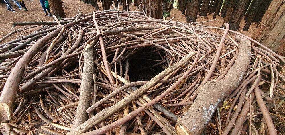 Австралийский лес из калифорнийских секвой с вплетениями магии