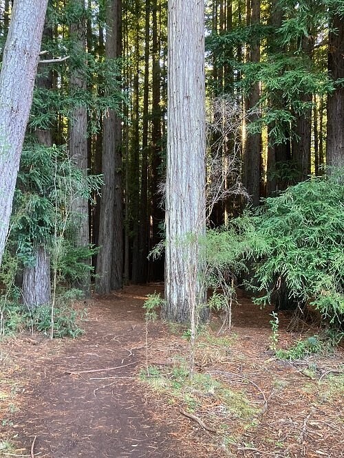 Австралийский лес из калифорнийских секвой с вплетениями магии