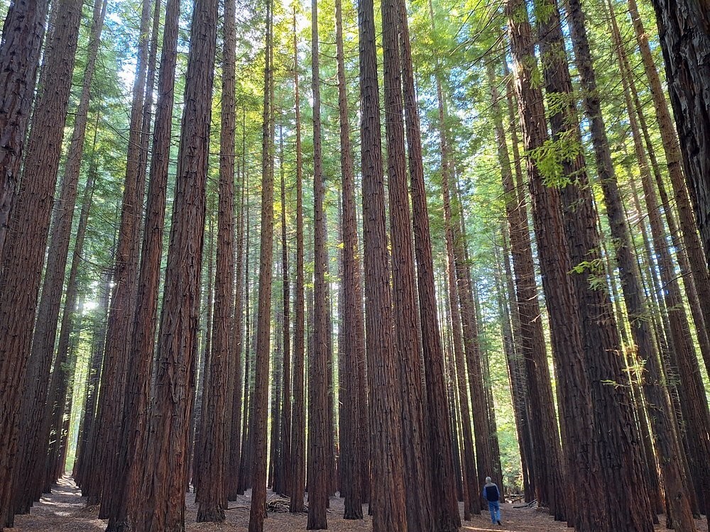 Австралийский лес из калифорнийских секвой с вплетениями магии