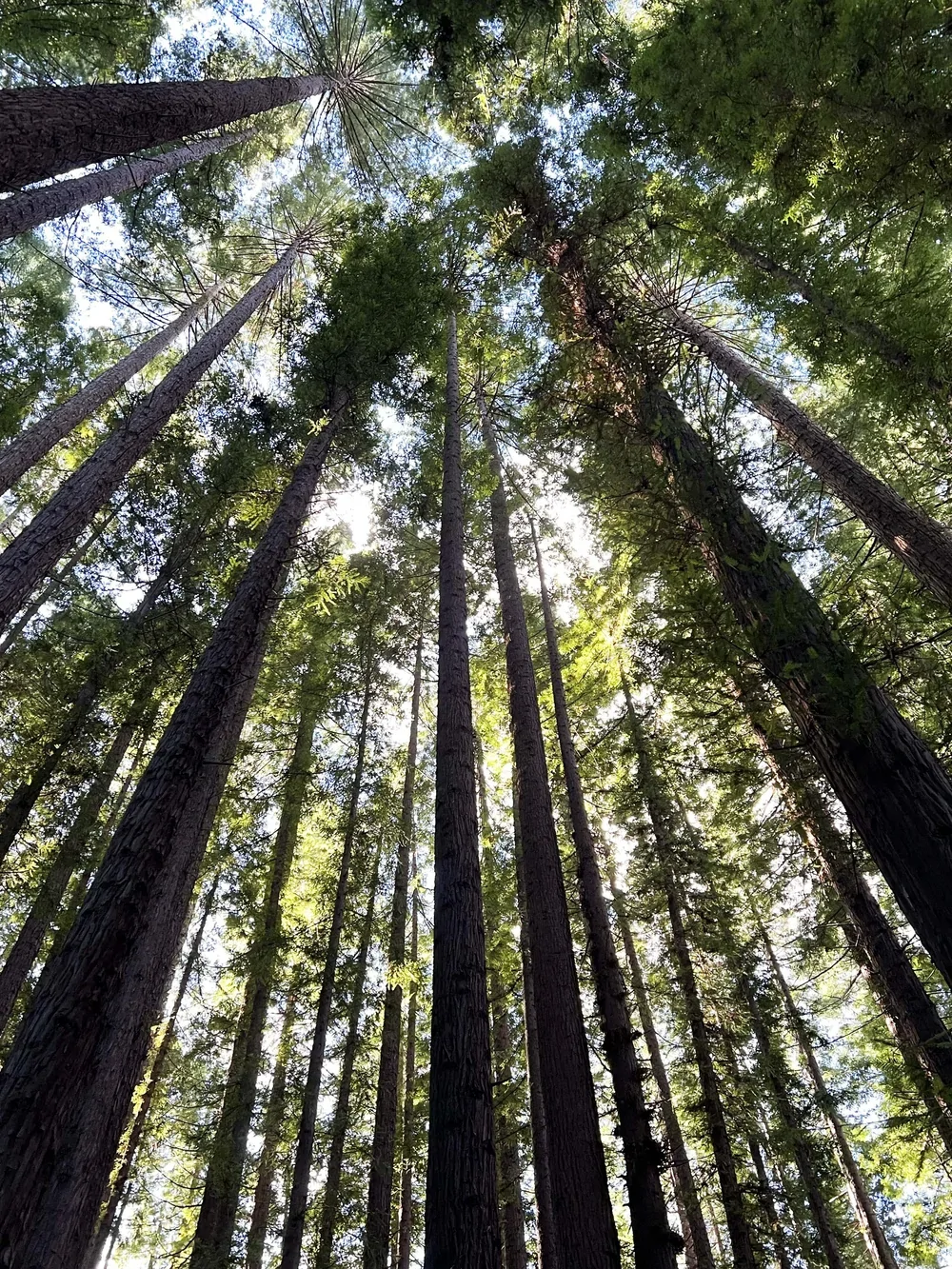 Австралийский лес из калифорнийских секвой с вплетениями магии