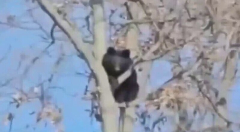 Медведь устроил слежку за рабочими
