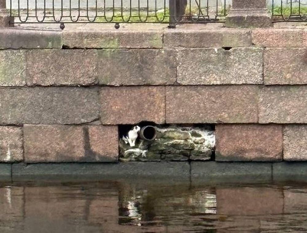 В Санкт-Петербурге неравнодушные люди спасли кота, оказавшегося в заточении внутри набережной канала Грибоедова