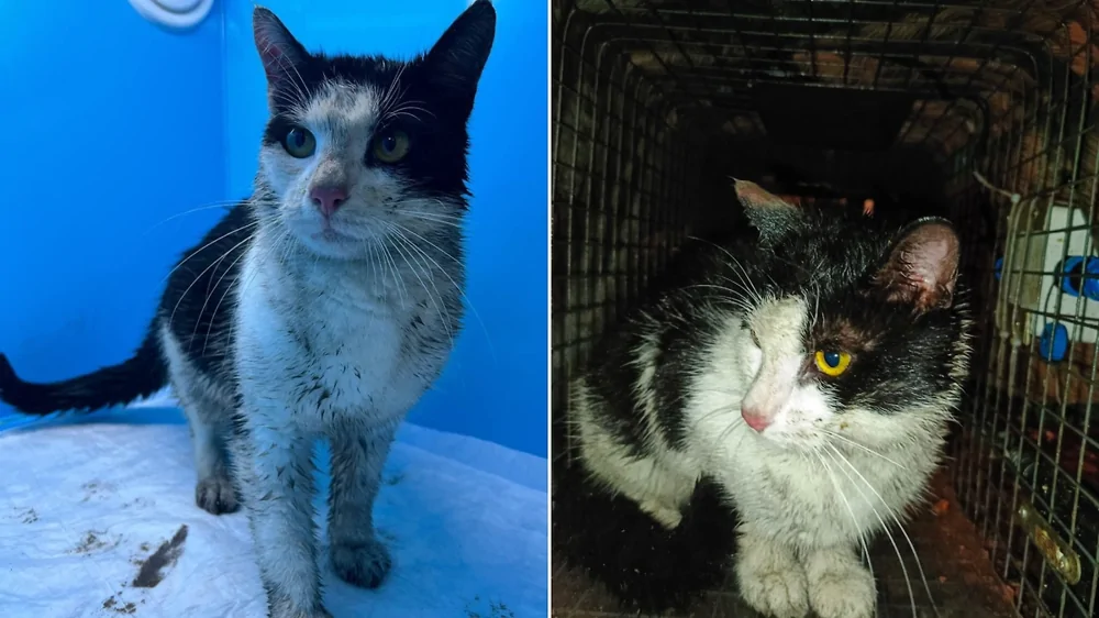 В Санкт-Петербурге неравнодушные люди спасли кота, оказавшегося в заточении внутри набережной канала Грибоедова