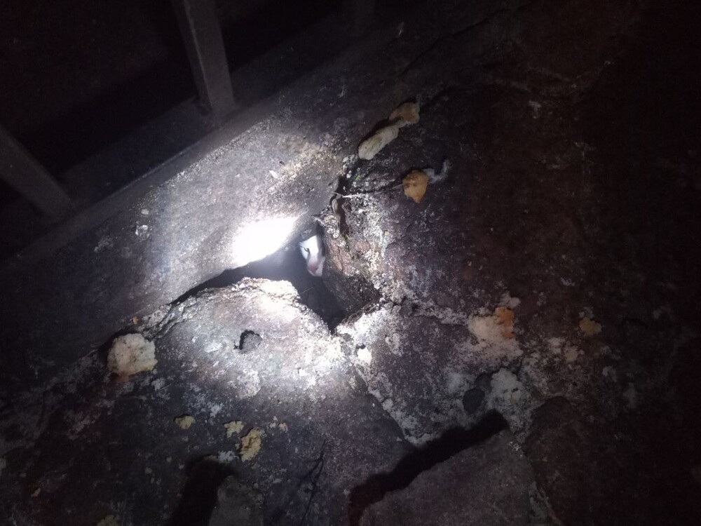 В Санкт-Петербурге неравнодушные люди спасли кота, оказавшегося в заточении внутри набережной канала Грибоедова