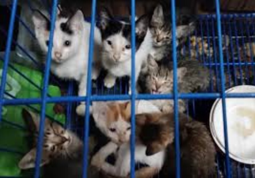 Коты против майнеров: как бездомные животные остановили криптоферму в Китае