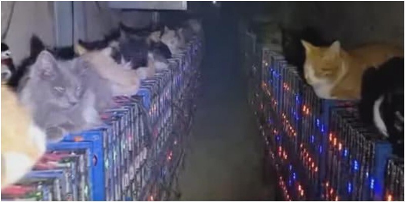 Коты против майнеров: как бездомные животные остановили криптоферму в Китае