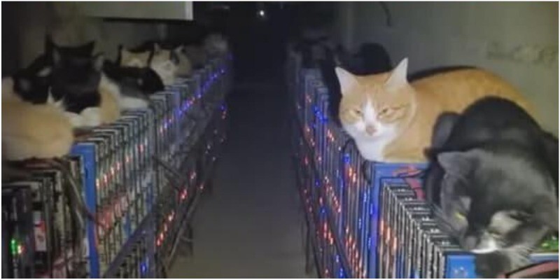 Коты против майнеров: как бездомные животные остановили криптоферму в Китае