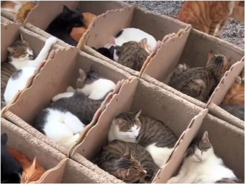 Коты против майнеров: как бездомные животные остановили криптоферму в Китае