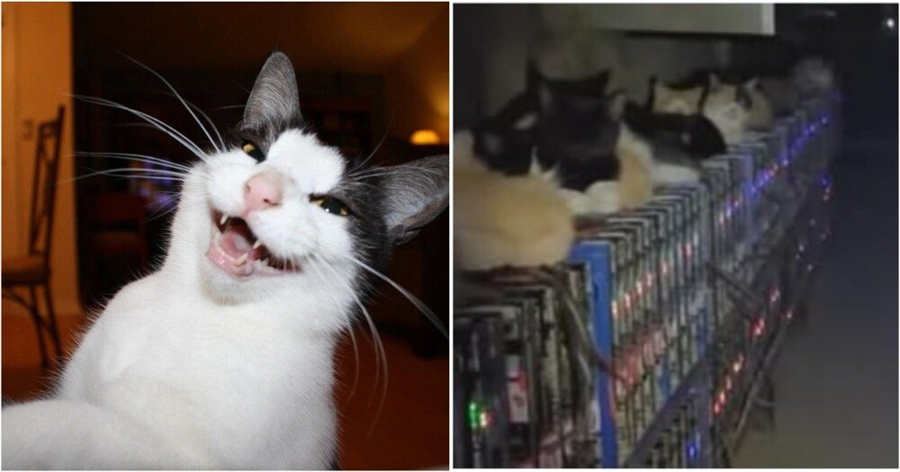 Коты против майнеров: как бездомные животные остановили криптоферму в Китае