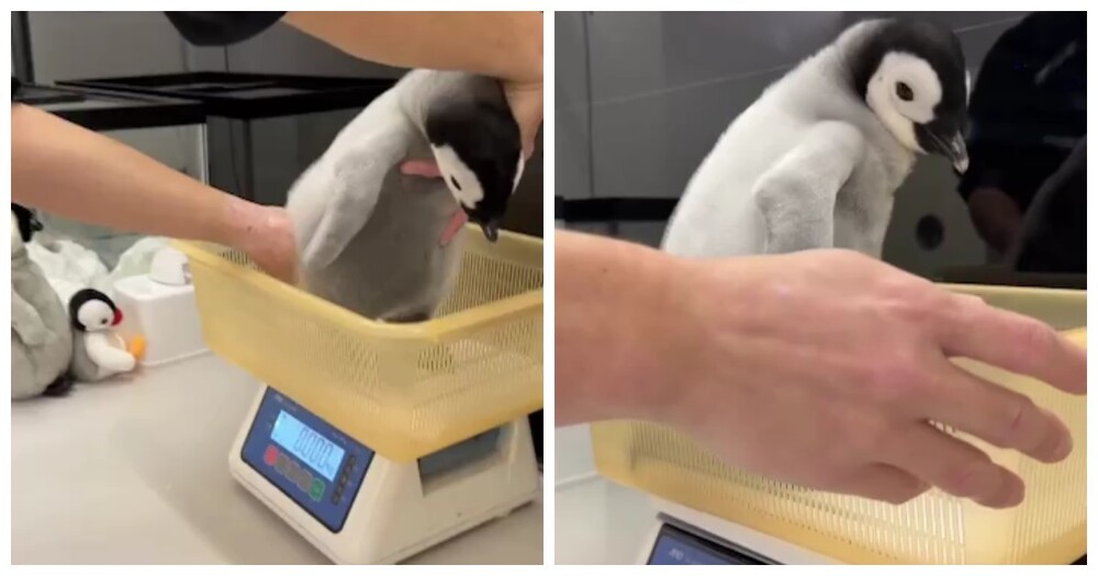 Японский океанариум показал, как взвешивают детёныша королевского пингвина