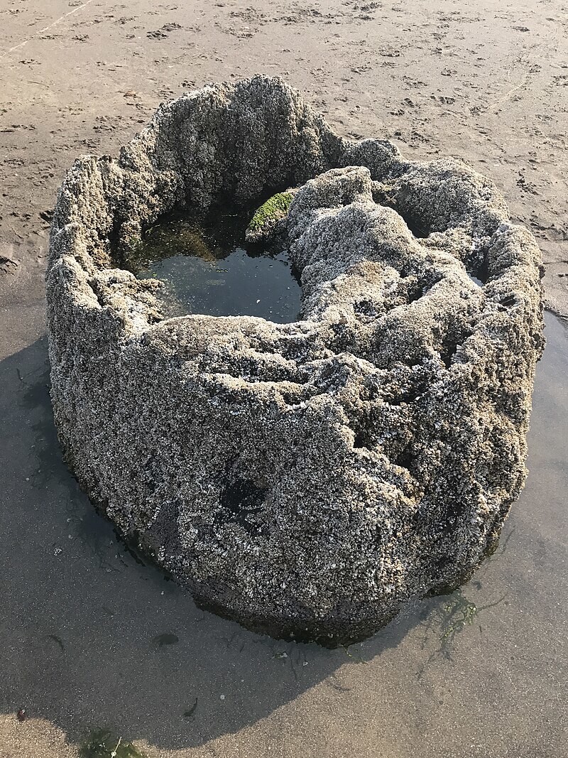 Лес-призрак Несковин – мистический страж орегонского побережья