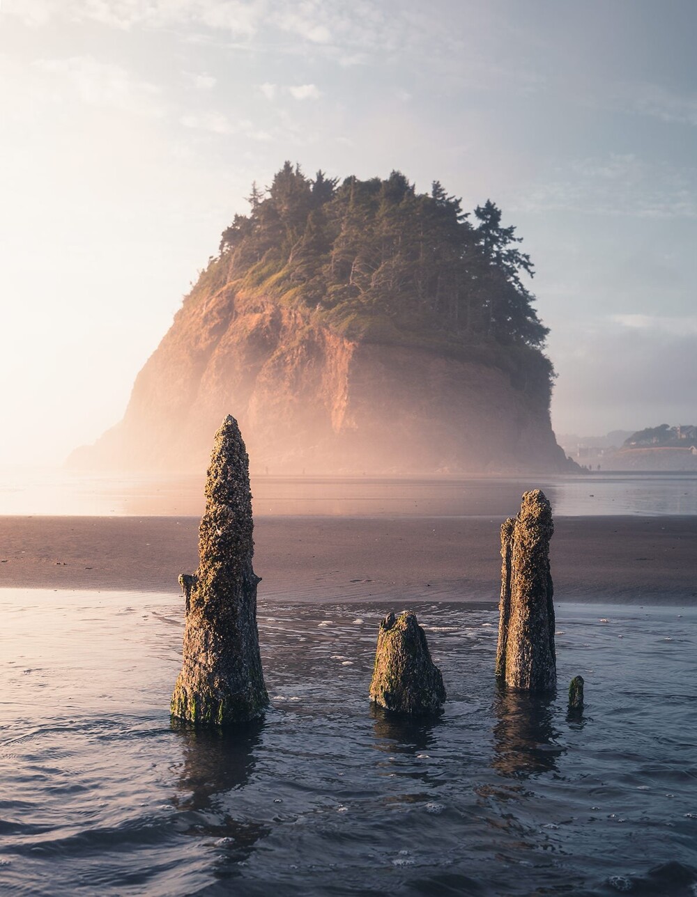 Лес-призрак Несковин – мистический страж орегонского побережья