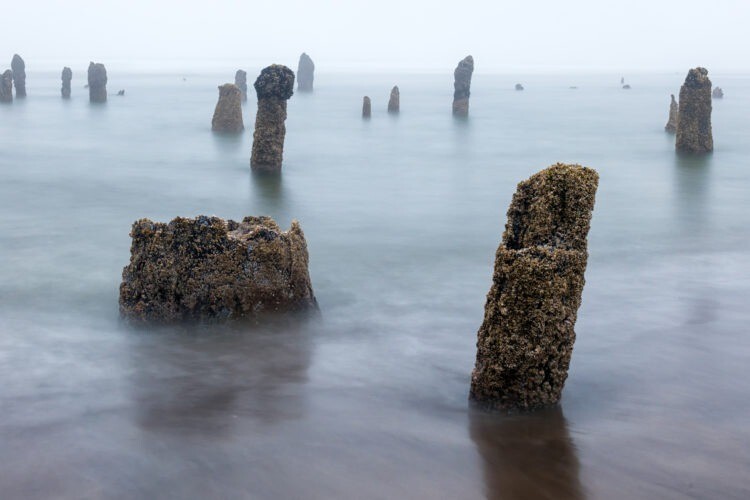 Лес-призрак Несковин – мистический страж орегонского побережья