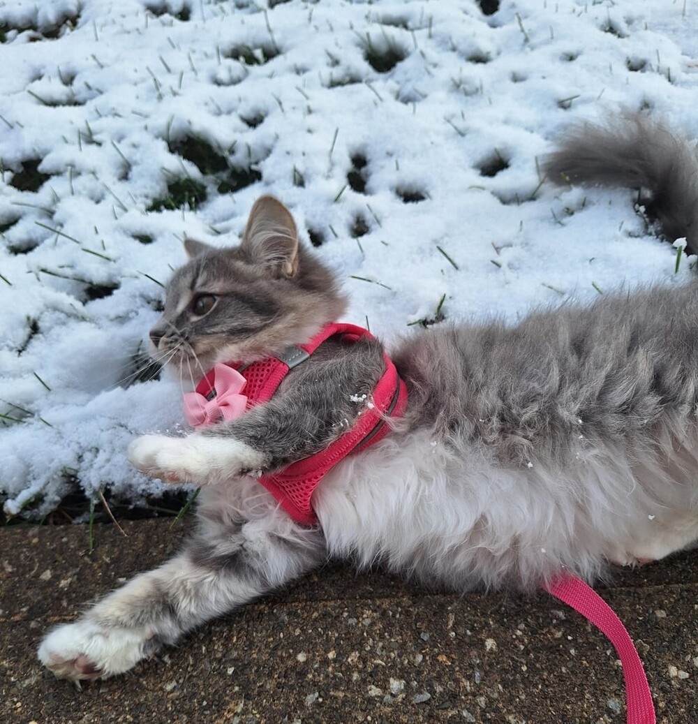 22. Наслаждаться первым снегом