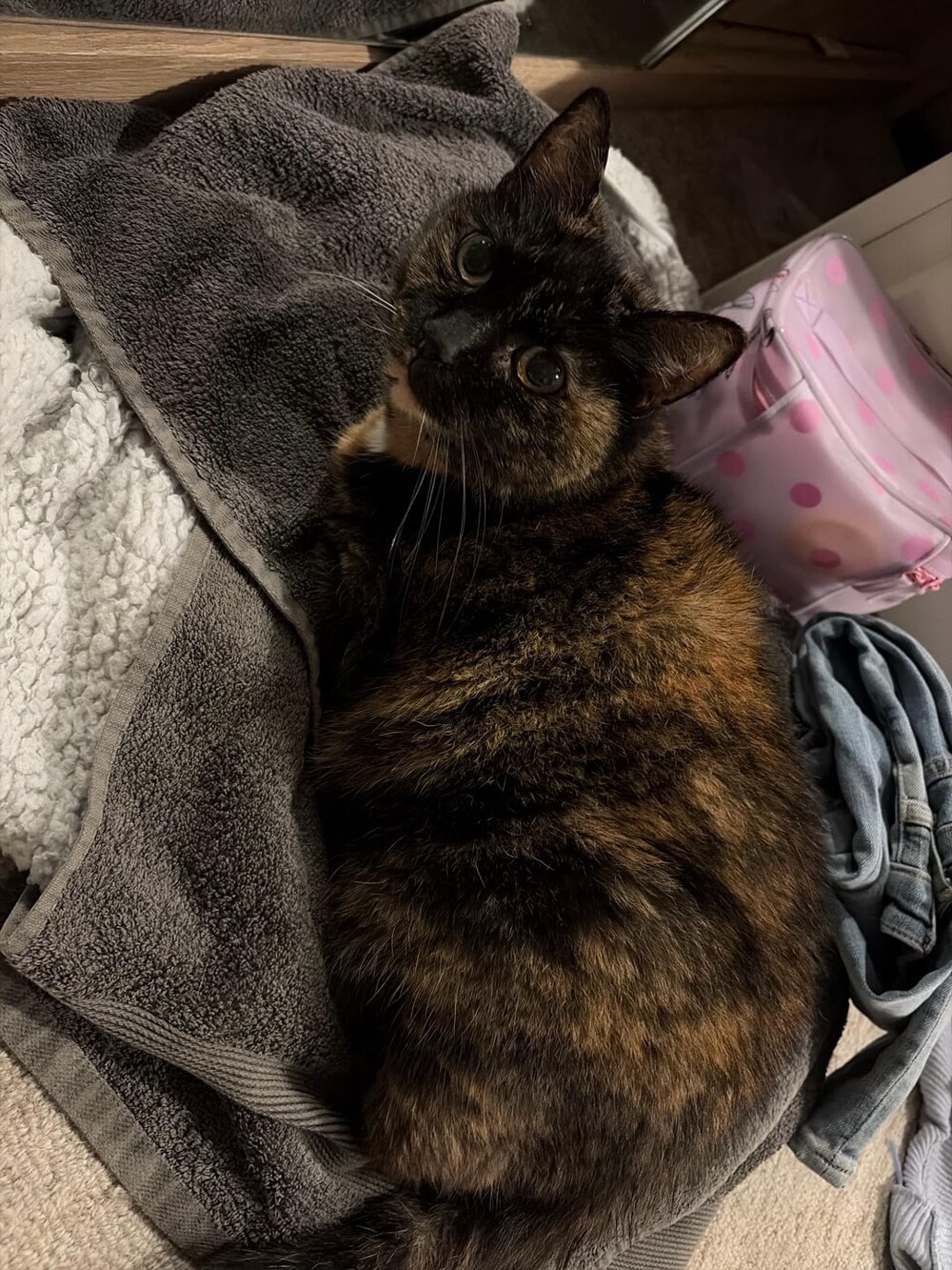 5. Общерстить хозяйские вещи