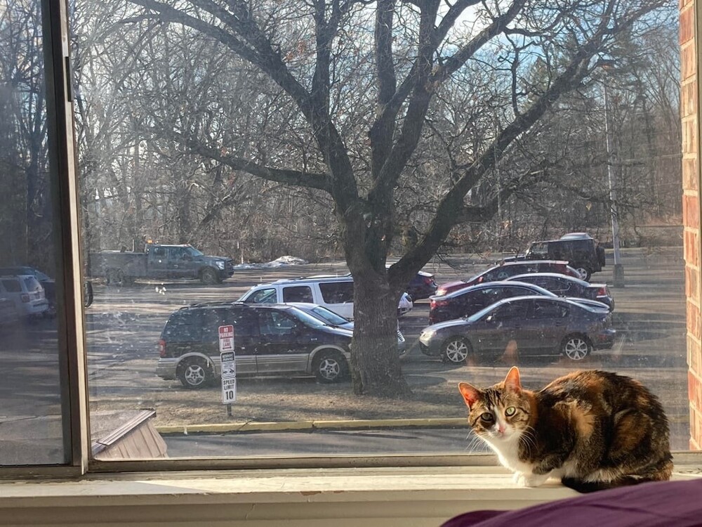 8. Выступать стилистическим акцентом интерьера