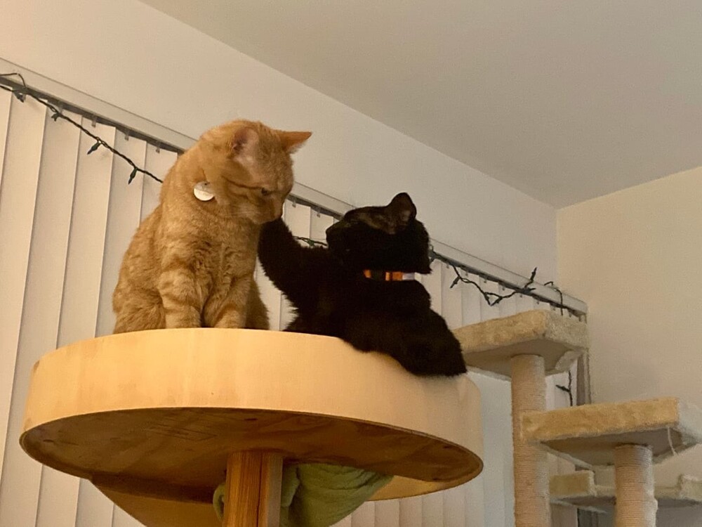 9. Выяснять отношения с сородичами