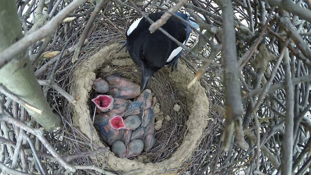 Сорока: Ворует блестящее — это миф. Что на самом деле крадёт пернатая клептоманка