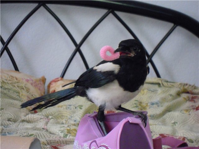 Сорока: Ворует блестящее — это миф. Что на самом деле крадёт пернатая клептоманка