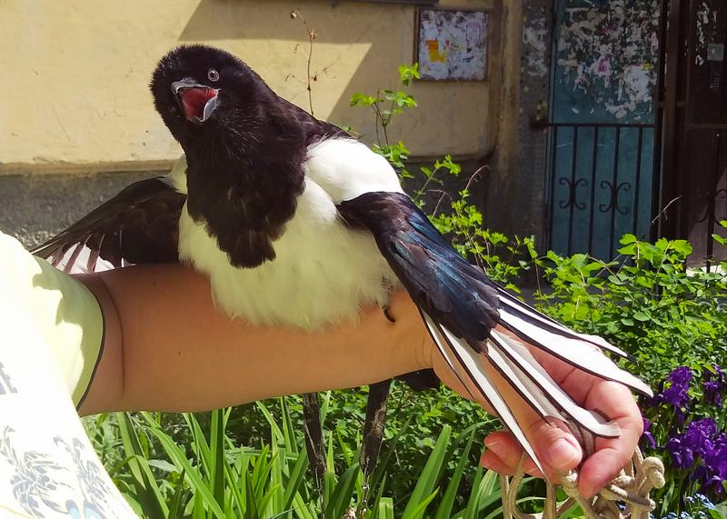 Сорока: Ворует блестящее — это миф. Что на самом деле крадёт пернатая клептоманка