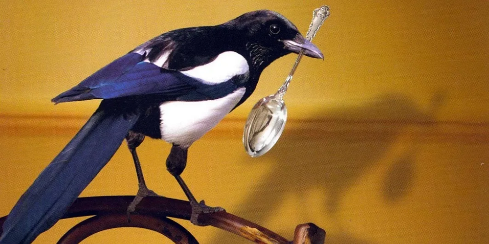Сорока: Ворует блестящее — это миф. Что на самом деле крадёт пернатая клептоманка