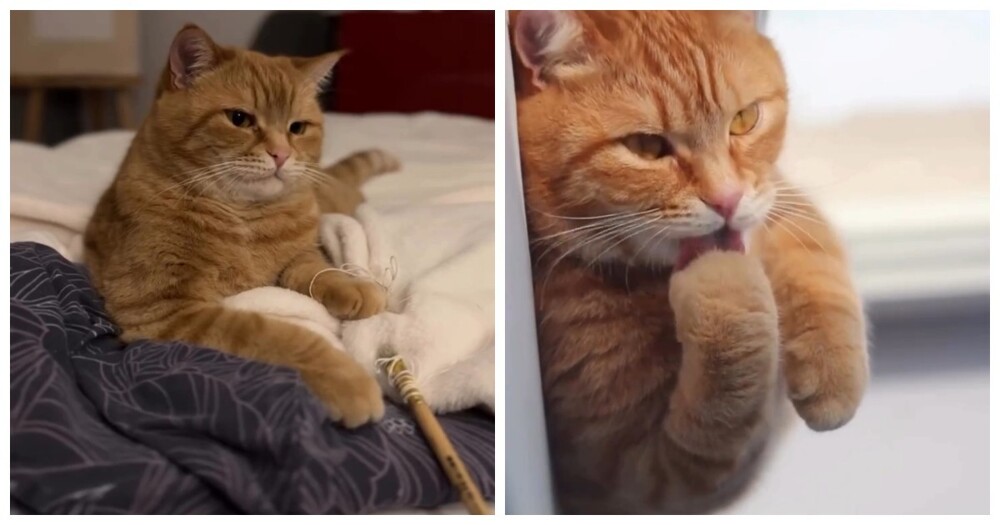 Кот-артист: девушка показала театральный талант питомца