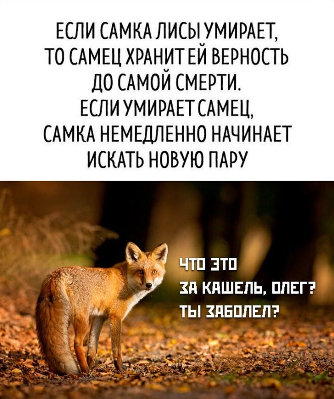 Веселые шутки-картинки