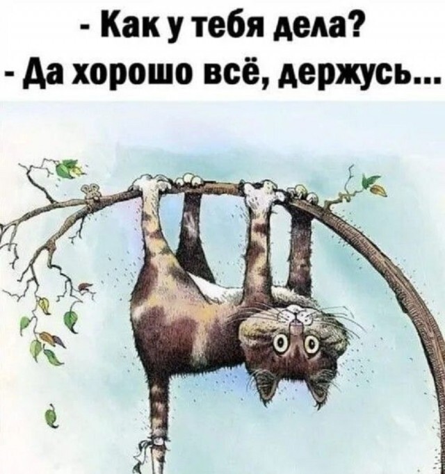 Веселые шутки-картинки