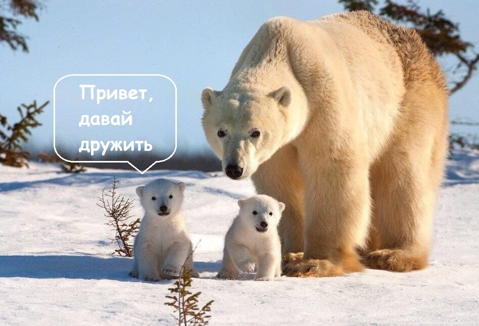 Веселые шутки-картинки