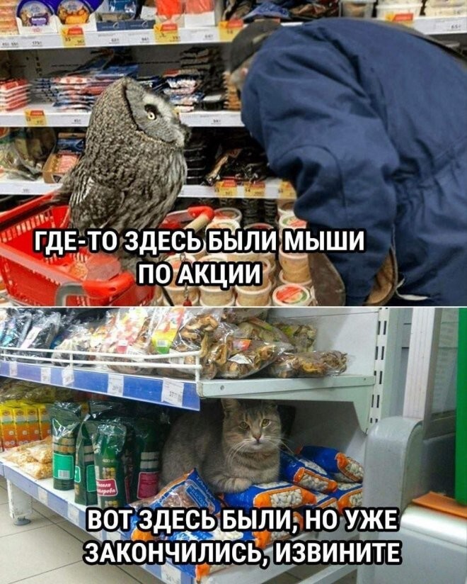 Веселые шутки-картинки