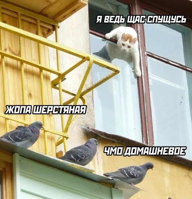 Веселые шутки-картинки