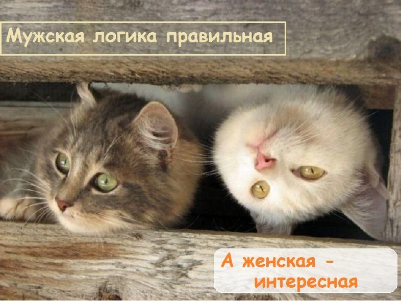 Веселые шутки-картинки