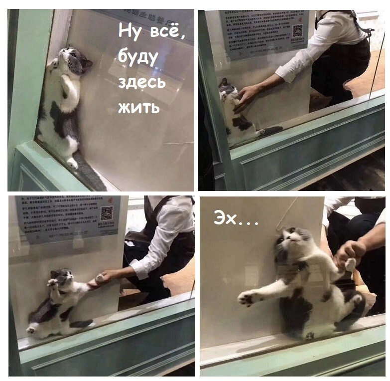 Веселые шутки-картинки