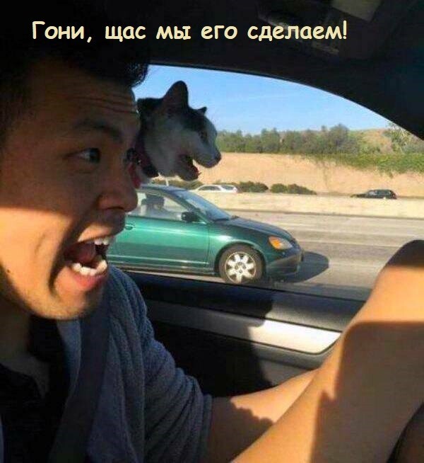 Веселые шутки-картинки