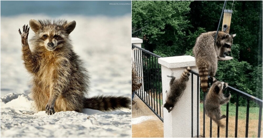 От мусорки к миске: еноты повторяют путь собак и кошек в эволюции