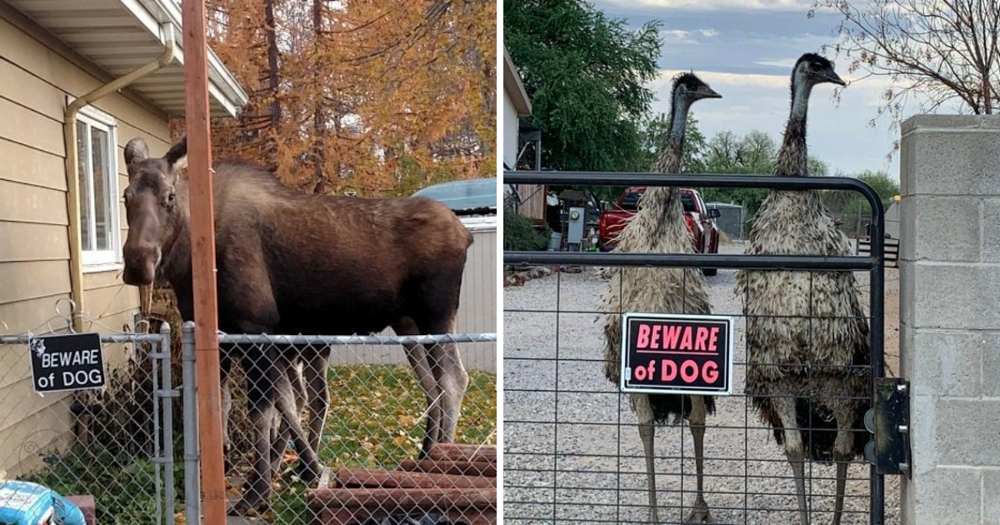 16 любопытных и забавных случаев, когда надпись на табличке говорила одно, а реальность показывала другое