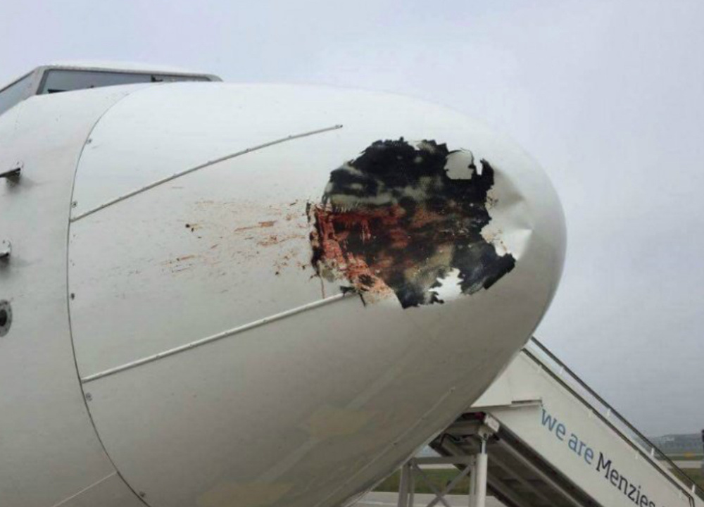 И снова невинная птаха