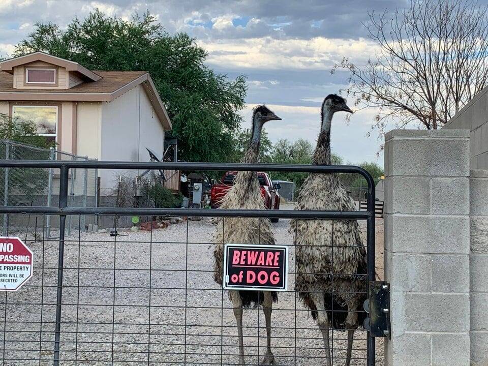 Территория охраняется страусами