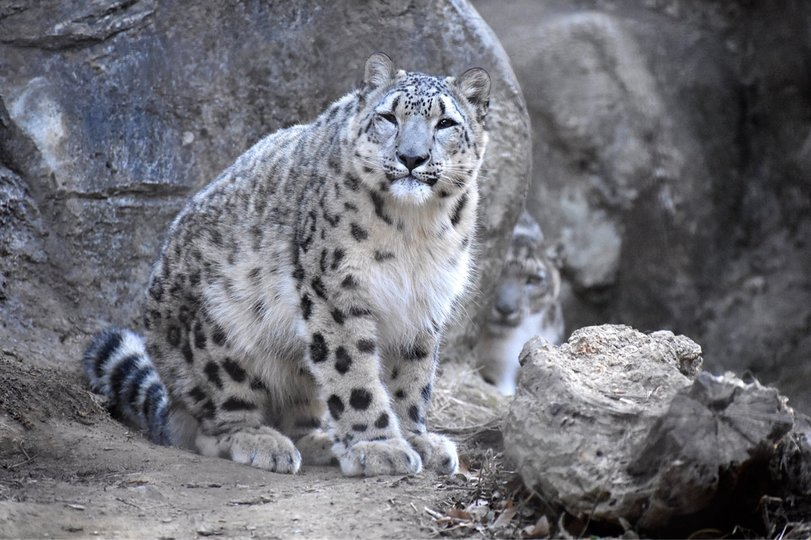 Как нейросети губят животных?