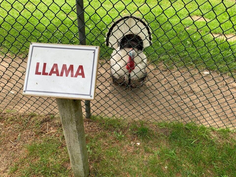 Ты ли это, лама?