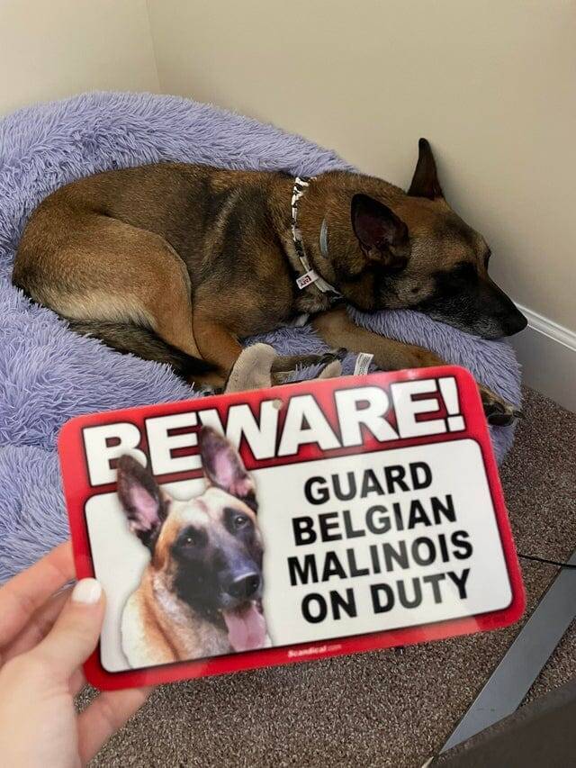 Под охраной бельгийской овчарки малинуа