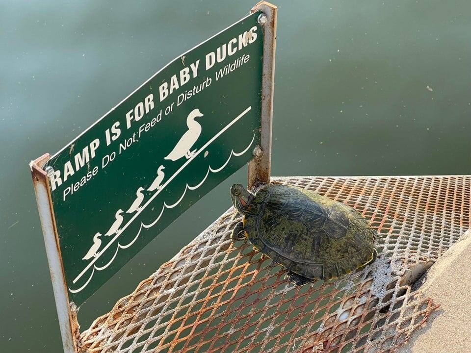 Черепаха-хулиганка