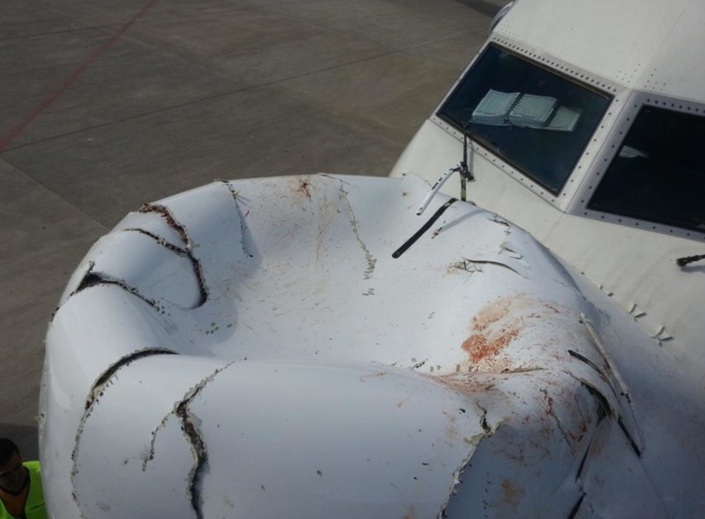 Что бывает, если участие в судьбе лайнера решит принять какая-то птичка