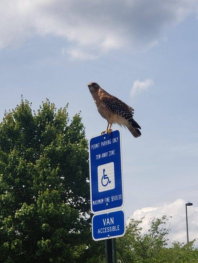Место на парковке занято ястребом