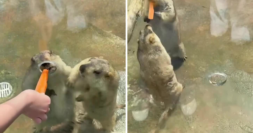 В  зоопарке два сурка устроили нешуточную драку, не поделив морковку