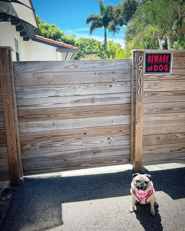 Пропала злая собака