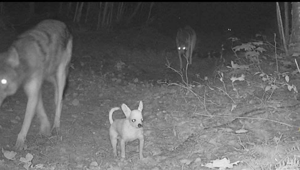 Как нейросети губят животных?