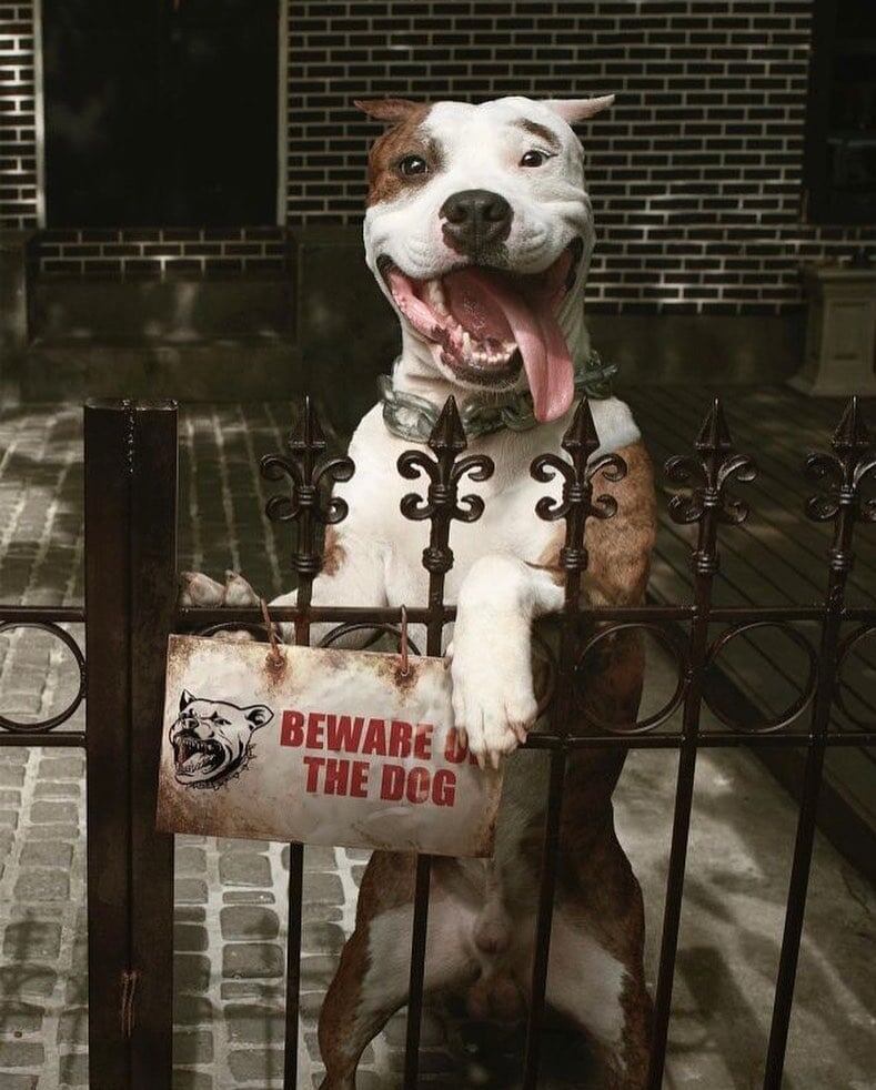 Осторожно, слишком счастливый пёс!