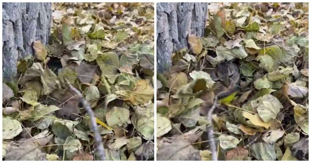 Осеннее настроение